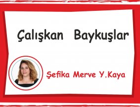 Çalışkan Baykuşlar Sınıfı